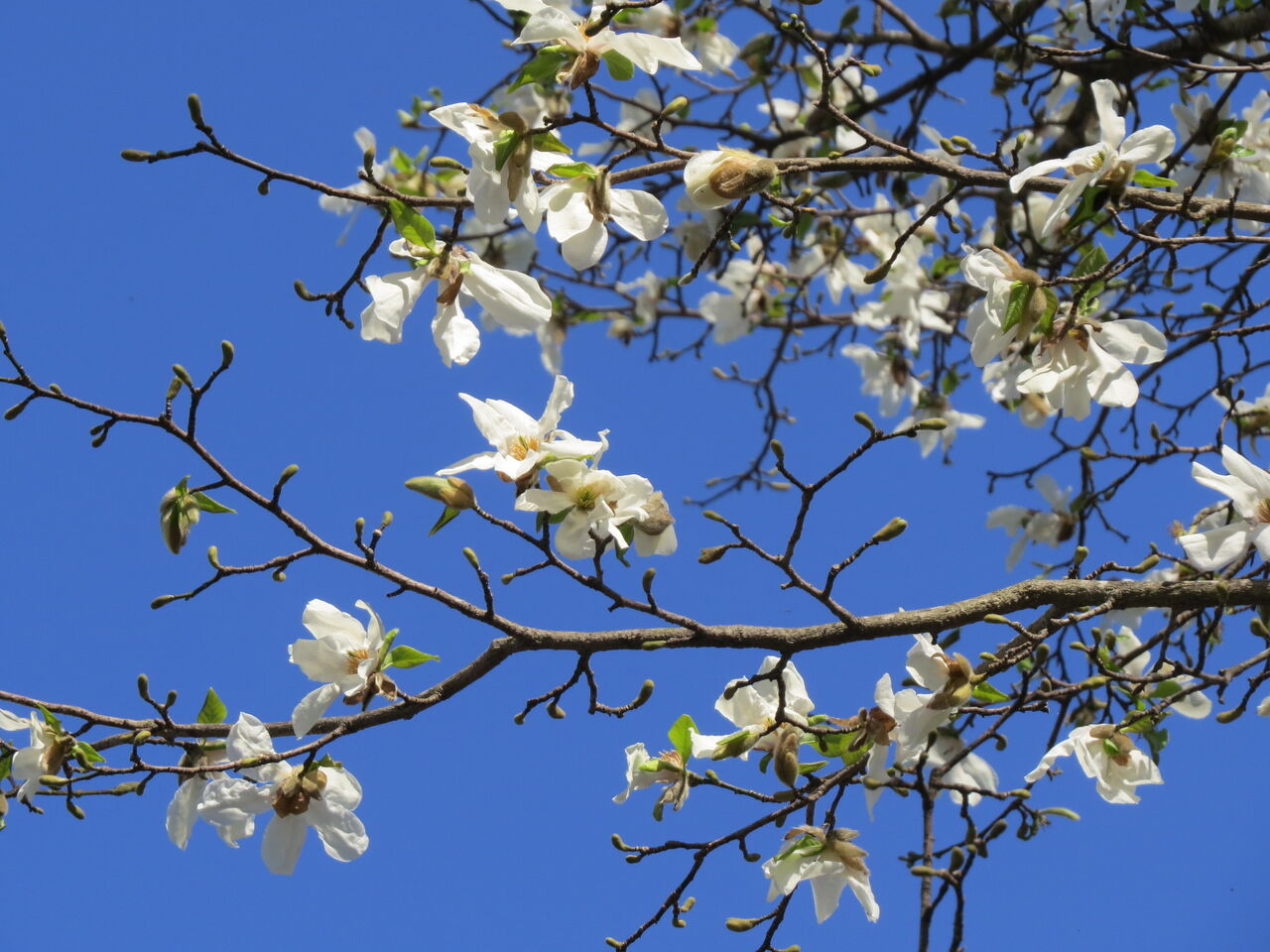 こぶしの花咲く 北国の春 八ヶ岳自然アルバム こぶしの花咲く 北国の春 八ヶ岳自然アルバム
