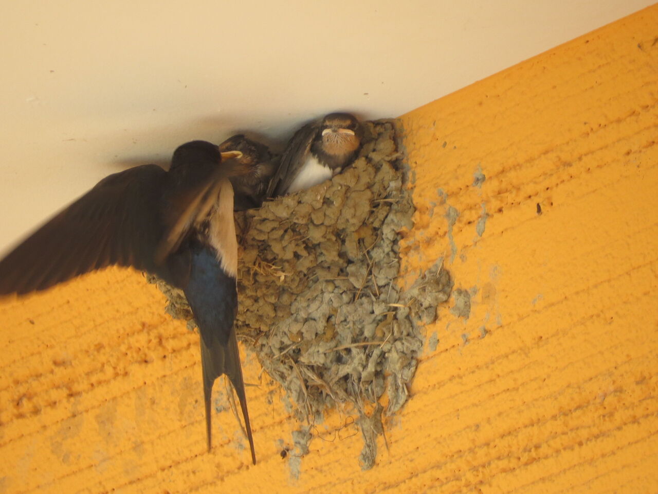 今年のツバメの巣調べ 足柄自然アルバム