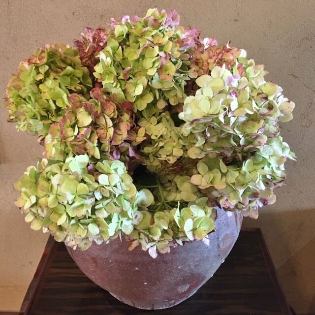 秋色紫陽花 湖畔の宿 森本 時季折々 Tokioriori 秋色紫陽花 湖畔の宿 森本 時季折々 Tokioriori