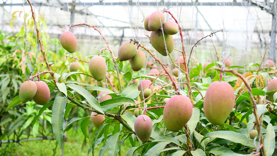 色づくマンゴー