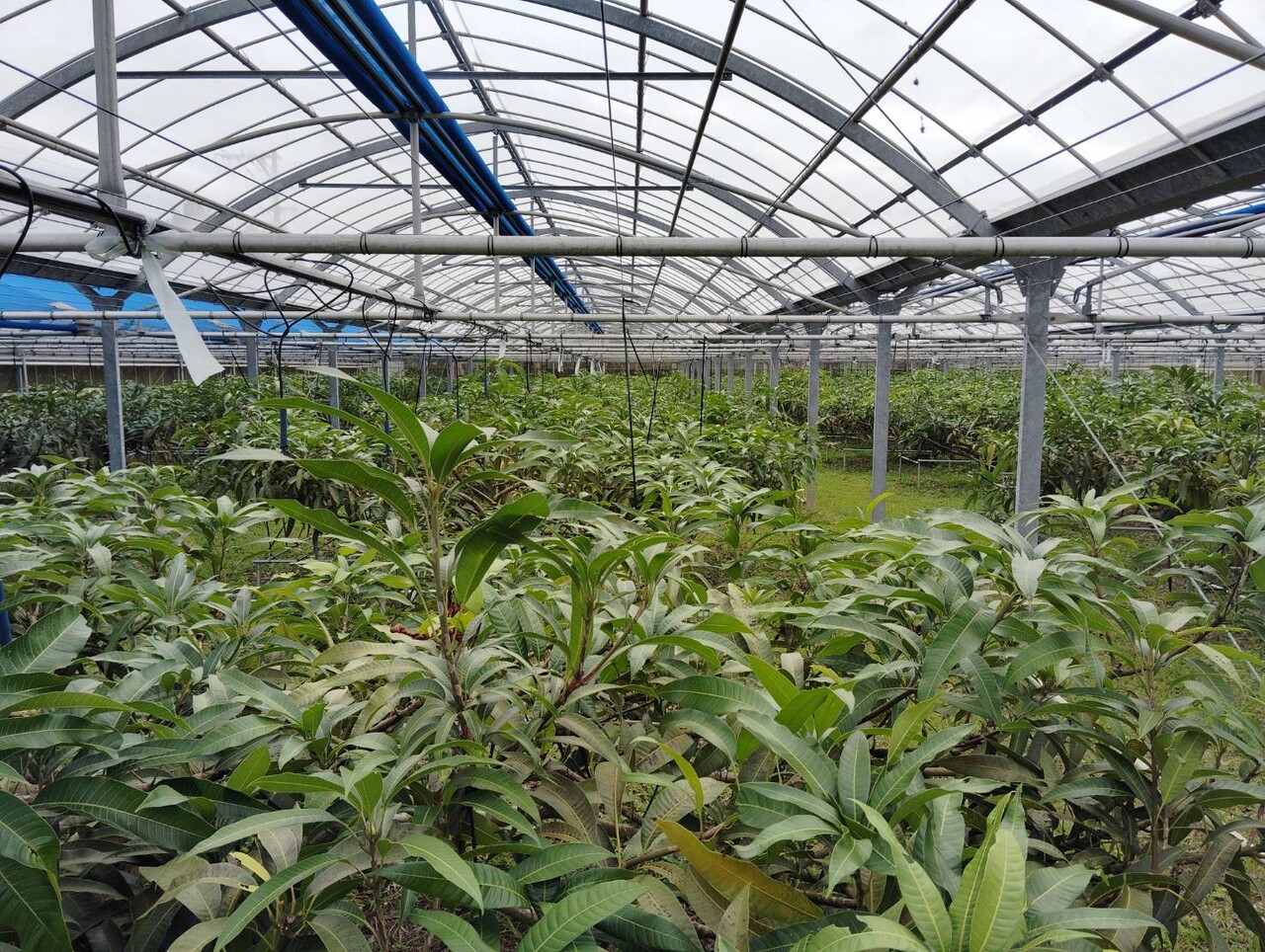 2月のときわマンゴー農園