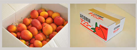 kodamamango_21_02