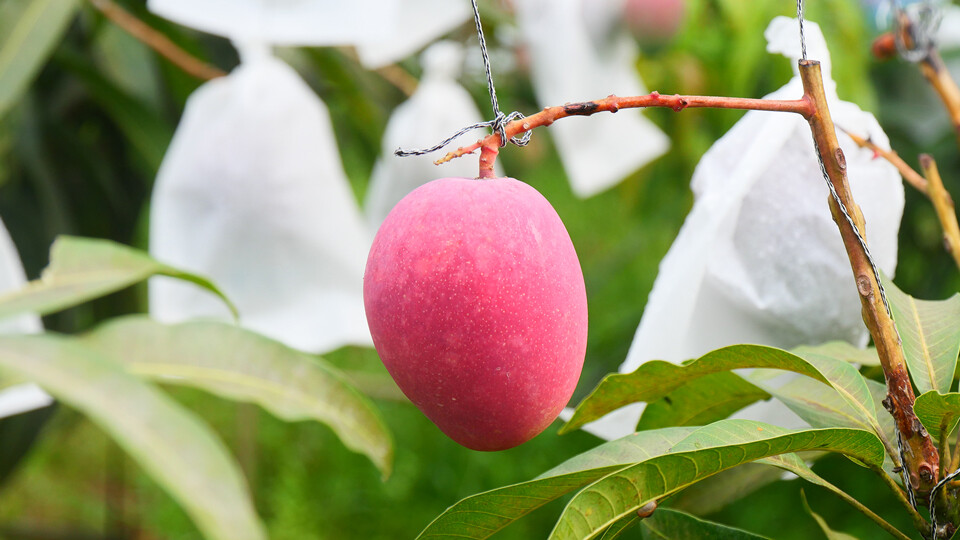 マンゴーの再販開始