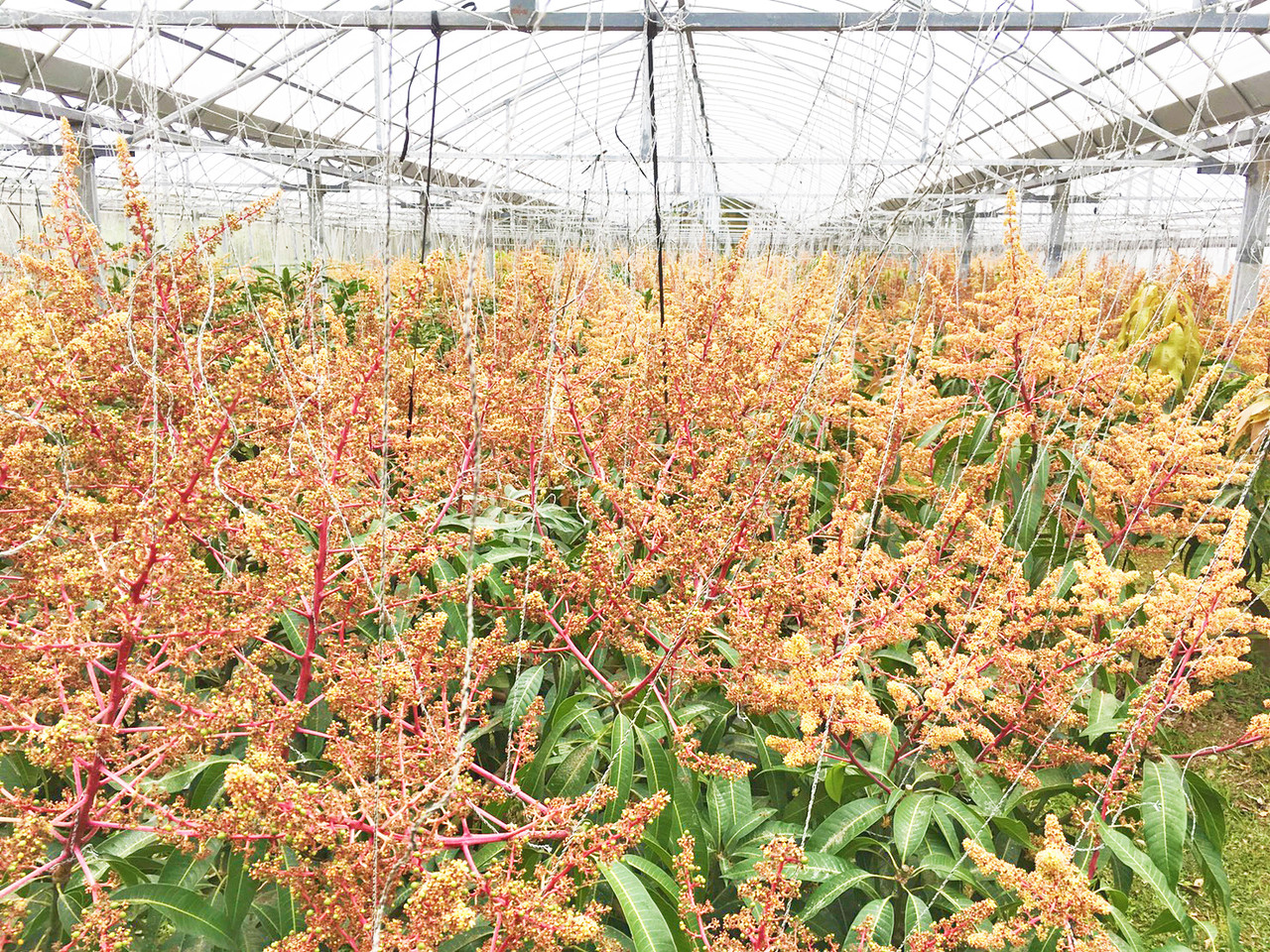 マンゴーの開花