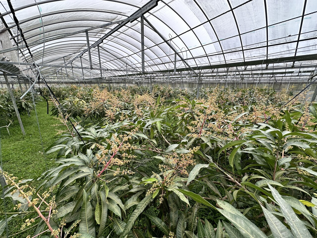 2026年3月のときわマンゴー農園