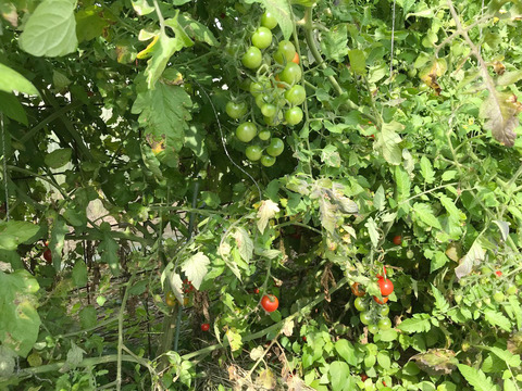 D6344BCE-5170-40FF-96AC-48FC6AC2920C_1_105_c