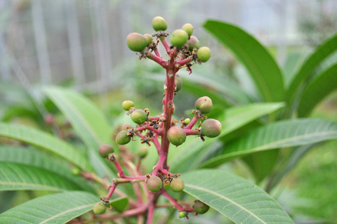 2013春、桜、長崎、石垣、 489