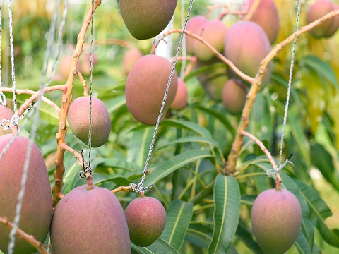 minimango2