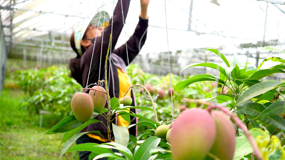マンゴーの玉吊り作業