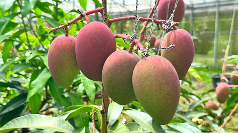 mango-tamaturi