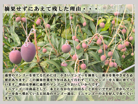 kodamamango_08