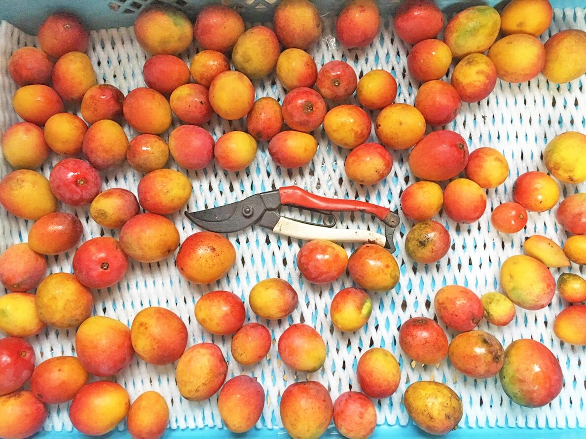 マンゴーの収穫