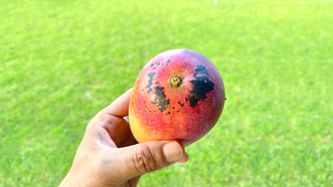 mango-hiyake
