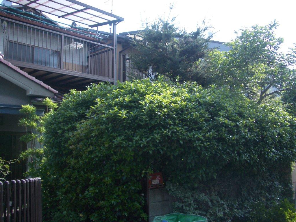 京都市西京区と右京区で庭木の剪定 京都市右京区の植木屋 土岐造園の現場日誌