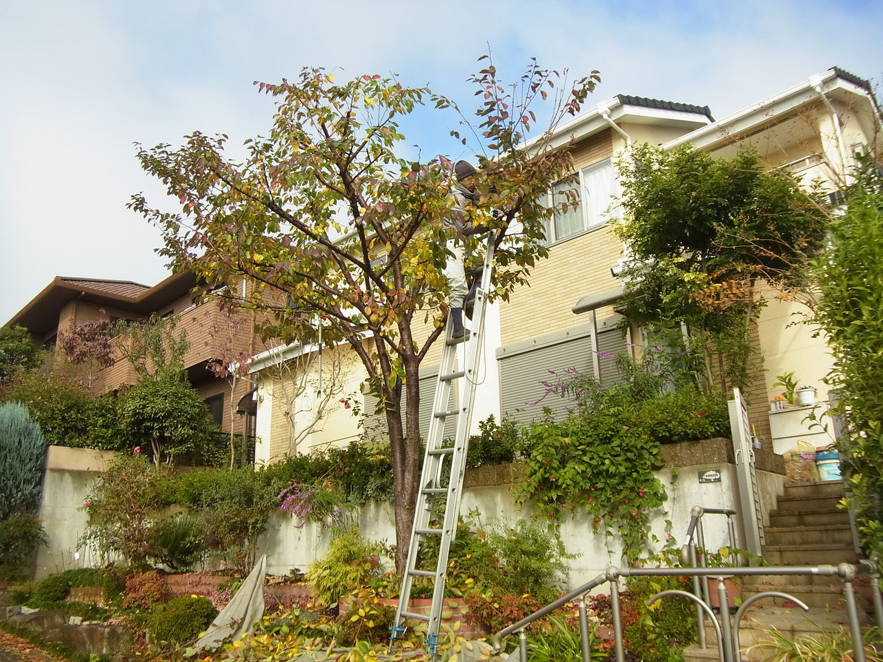 京都市西京区で庭木の手入れ 京都市右京区の植木屋 土岐造園の現場日誌