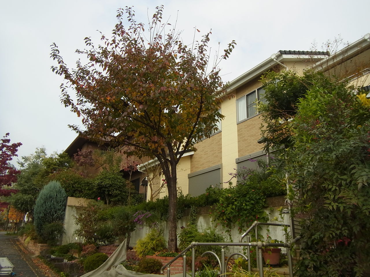 京都市西京区で庭木の手入れ 京都市右京区の植木屋 土岐造園の現場日誌