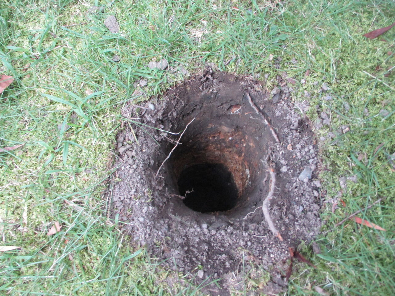 土壌改良と剪定をしました 京都市右京区の植木屋 土岐造園の現場日誌 土壌改良と剪定をしました 京都市右京区の植木屋 土岐造園の現場日誌