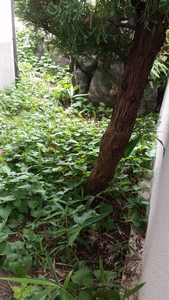 お庭の改修工事 京都市右京区の植木屋 土岐造園の現場日誌