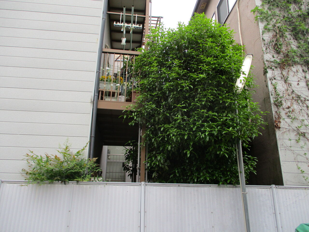 キンモクセイ1本の剪定をしました 京都市右京区の植木屋 土岐造園の現場日誌