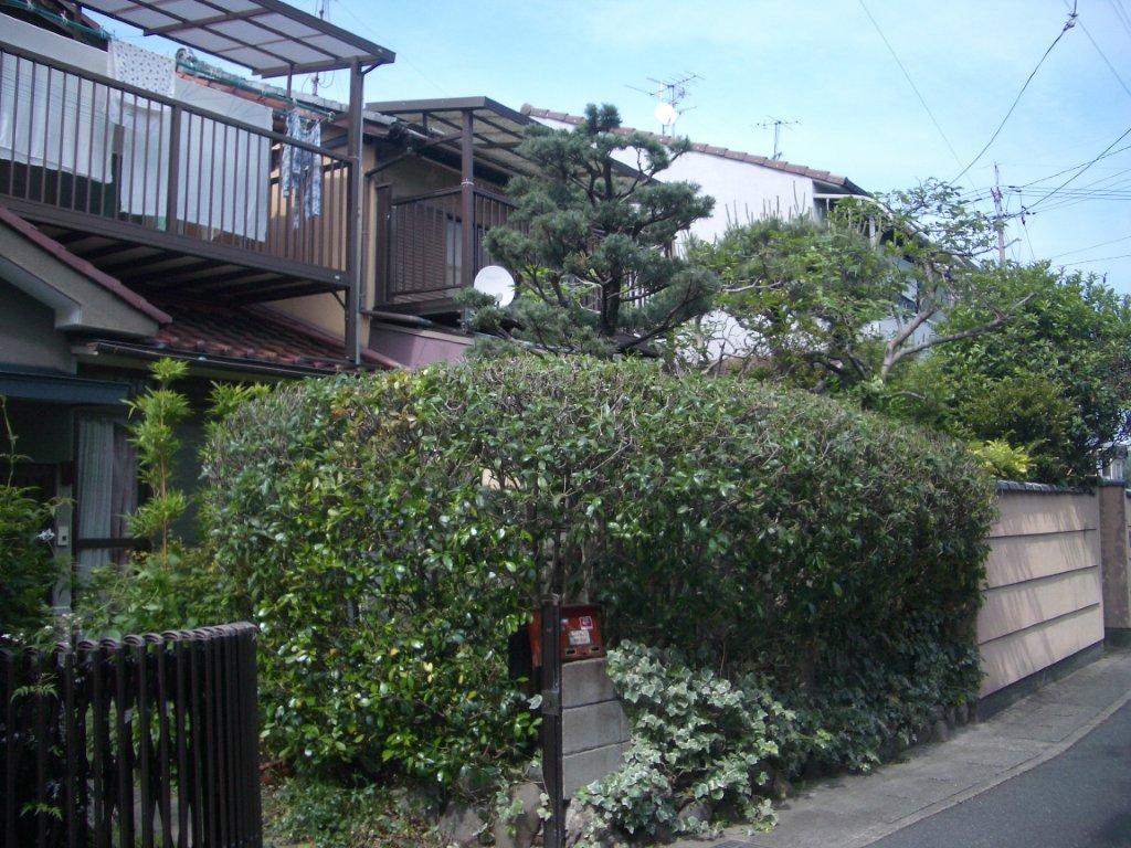 京都市西京区と右京区で庭木の剪定 京都市右京区の植木屋 土岐造園の現場日誌