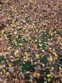 IMG_20211127_161136_398