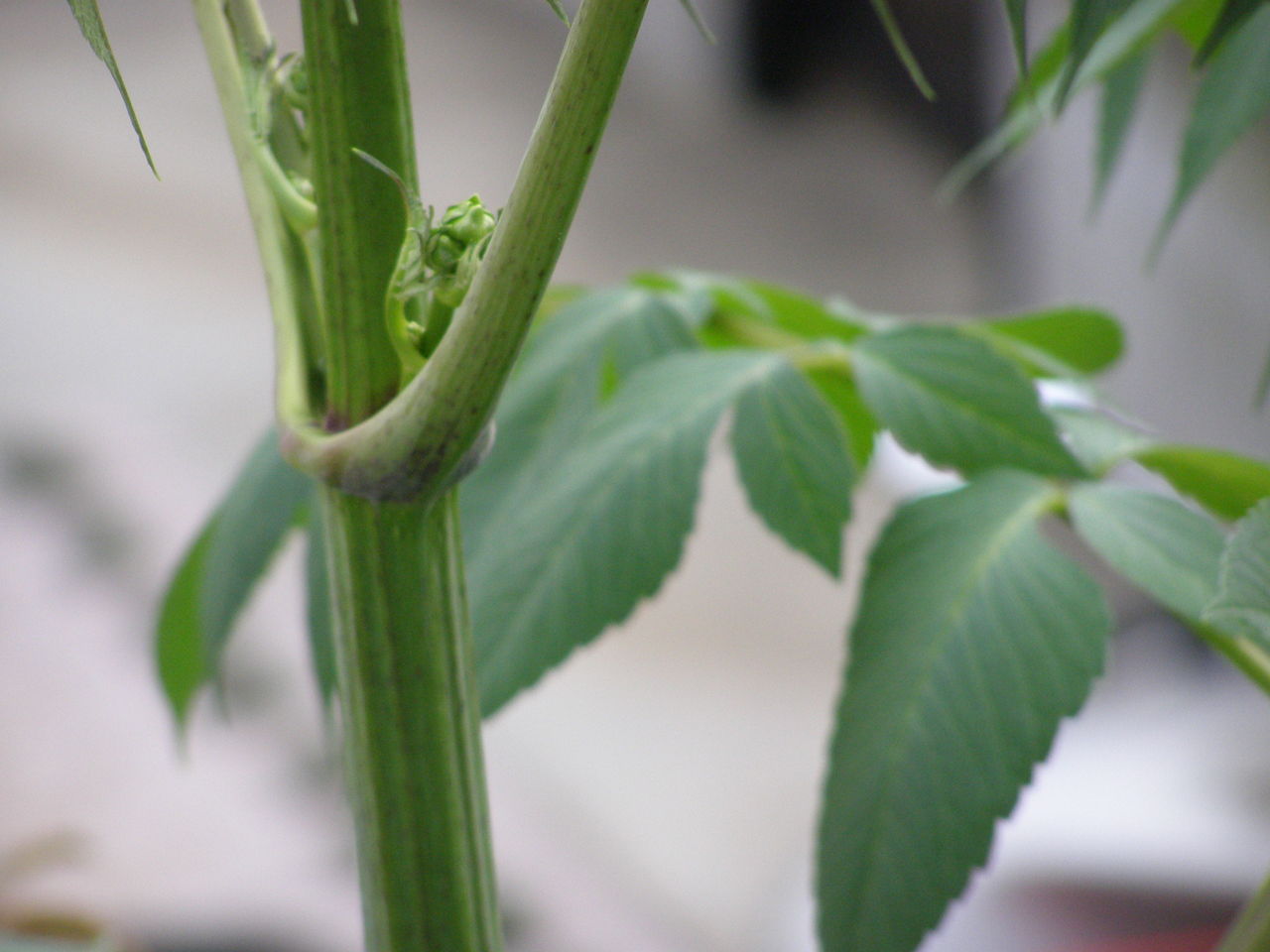 今年の皇帝ダリア ひめしゃら