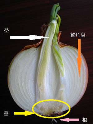 どこ食べているの 桐光学院 先生ブログ どこ食べているの 桐光学院 先生ブログ