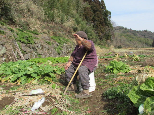 田舎のおばちゃん ひだまりもの花と田舎の風景