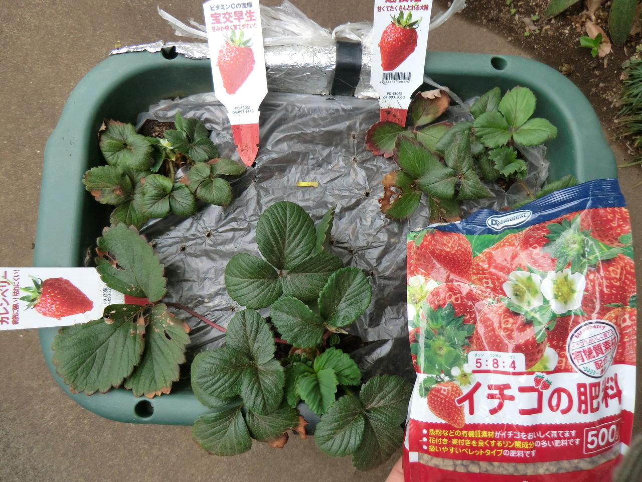 プランター菜園 忘備録 14イチゴ １３８日目 追肥 マルチング