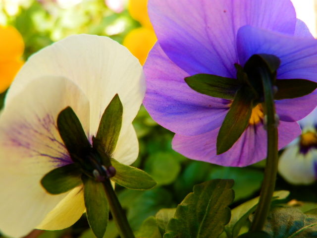 毛虫が来た Tokotokoイラストさんぽ道