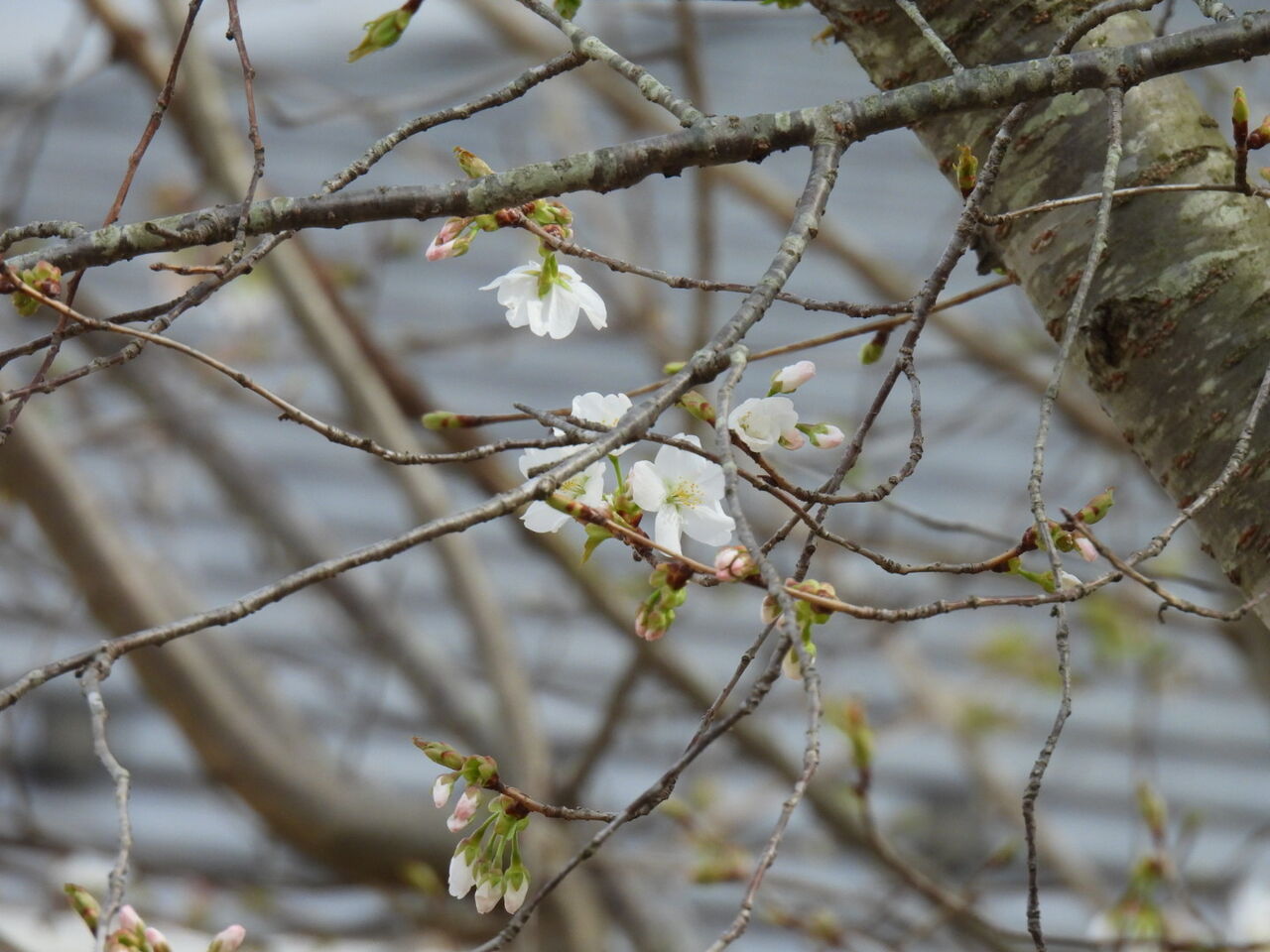 ４月になった とんの日記
