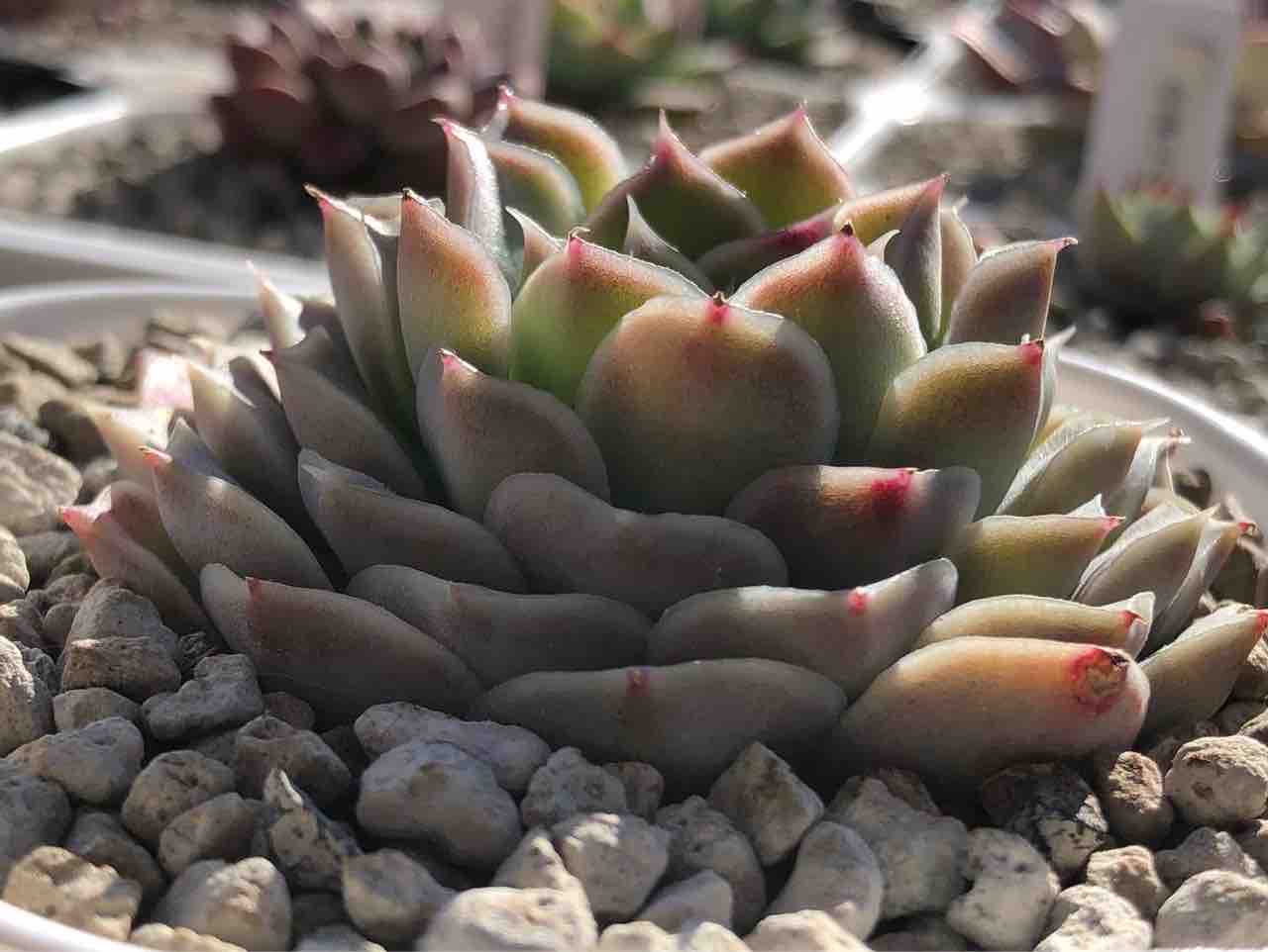 エケベリア】ヒアリナサンルイスデラパス【原種】 : 德士園