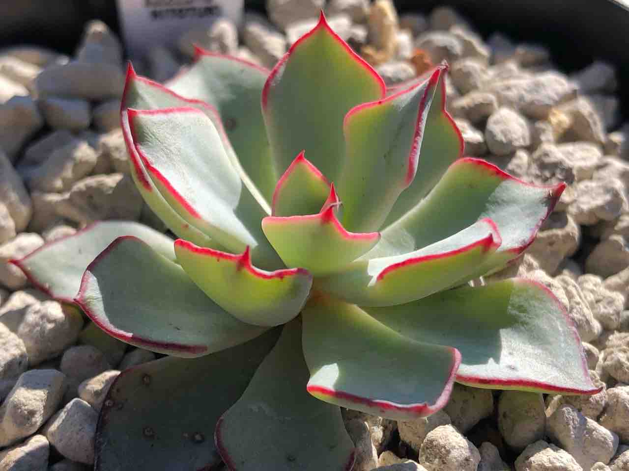 エケベリア】ストリクティフロラ(ストリクチフローラ サルティロ