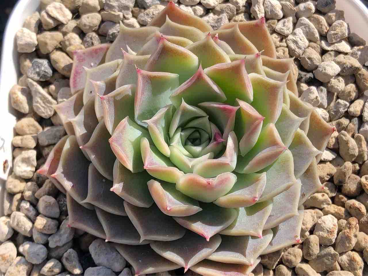 札付き❣️ヒアリナサンルイスデラパス　ブォンベッキオ　原種 エケベリア】ヒアリナサンルイスデラパス【原種】 : 德士園