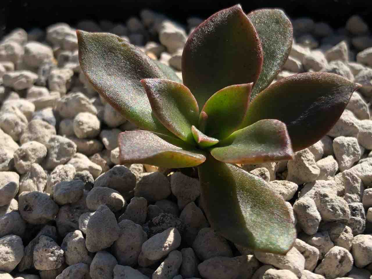 エケベリア】テンチョ アグアブランカ【原種】 : 德士園