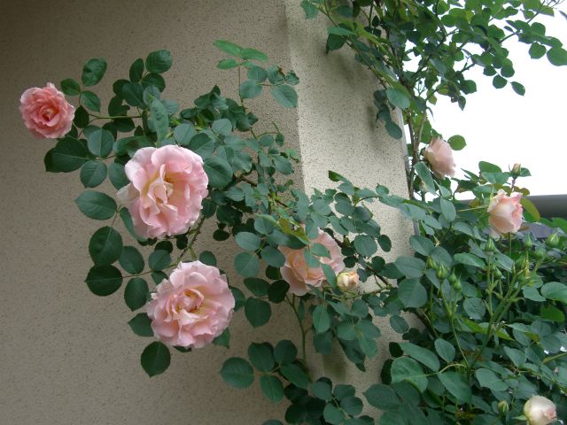 バラ満開 名古屋市緑区の徳重ながさわクリニック