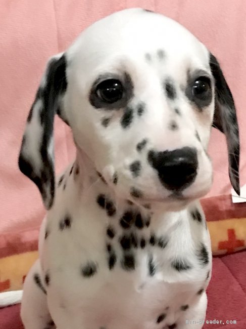 ダルメシアンはやっぱりかわいいですね 名古屋市緑区の徳重ながさわクリニック ダルメシアンはやっぱりかわいいですね 名古屋市緑区の徳重ながさわクリニック