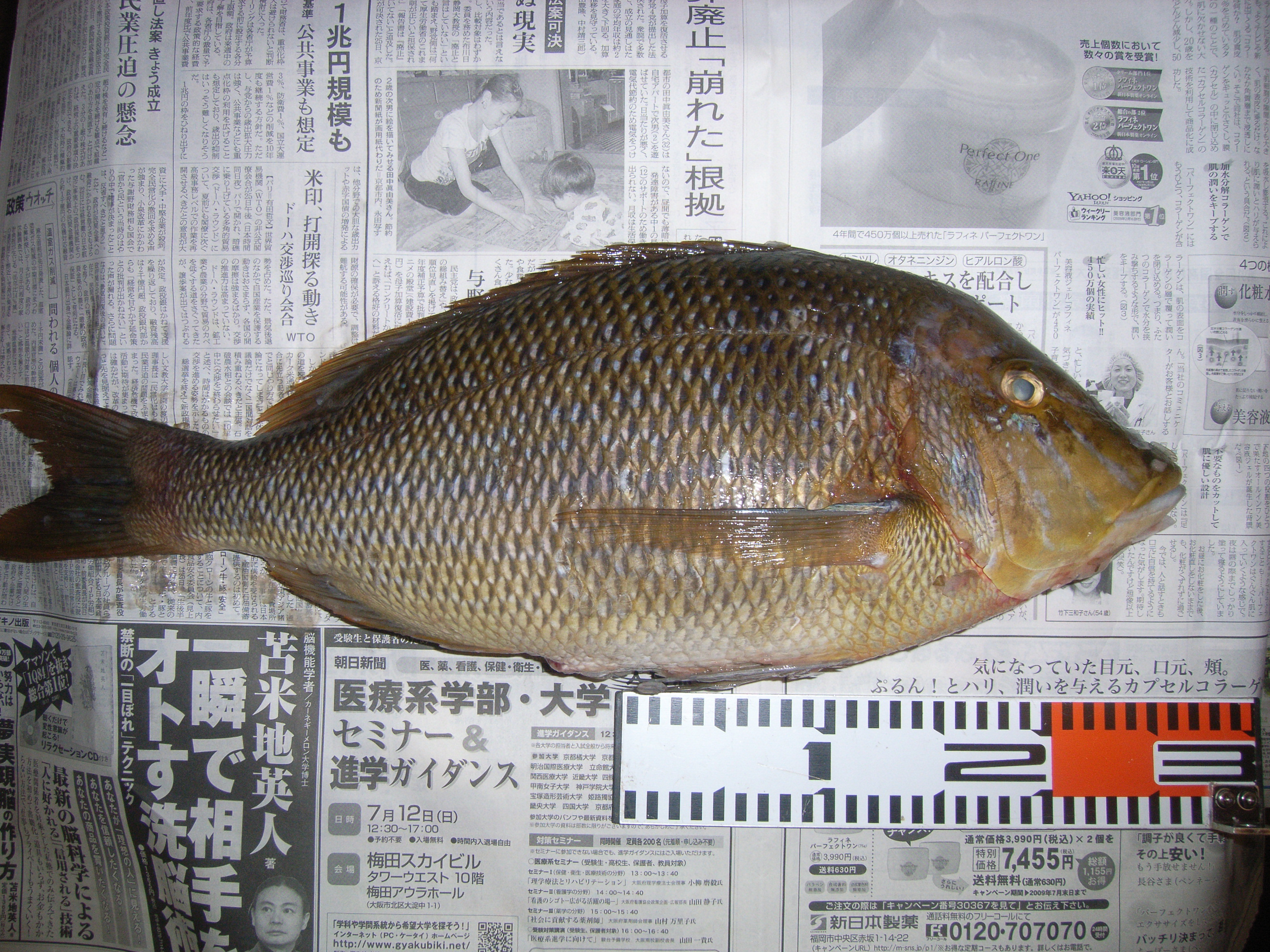 タイはタイでも 特殊高所技術
