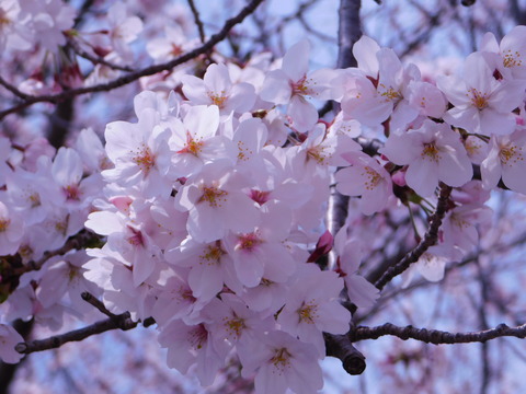 DSCN2570