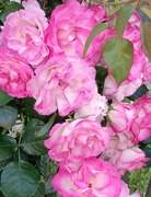 IMG_20260513_171810