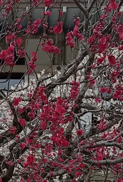 IMG_20250312_142328~3