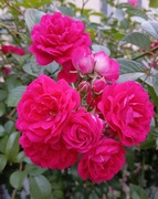IMG_20260512_190355