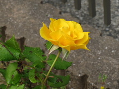 IMG_3399