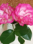 IMG_20260505_165035