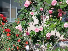IMG_20260513_074538~2