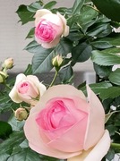 IMG_20260507_074839~2
