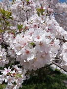 IMG_20260405_101926