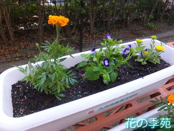 花の季苑 デイサービスの花の植え替え 社会福祉法人徳和会公式ブログ