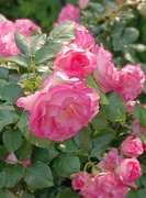 IMG_20250514_074248~2