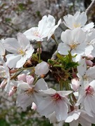 IMG_20260405_101825